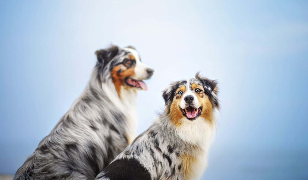 Cheerful Australian Shepherds with Fluffy Coats on Soft Blue Background Wallpaper