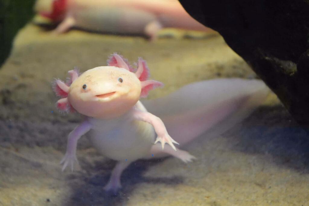 Charming Axolotl Wallpaper: Playful Pink Frills & Happy Smile