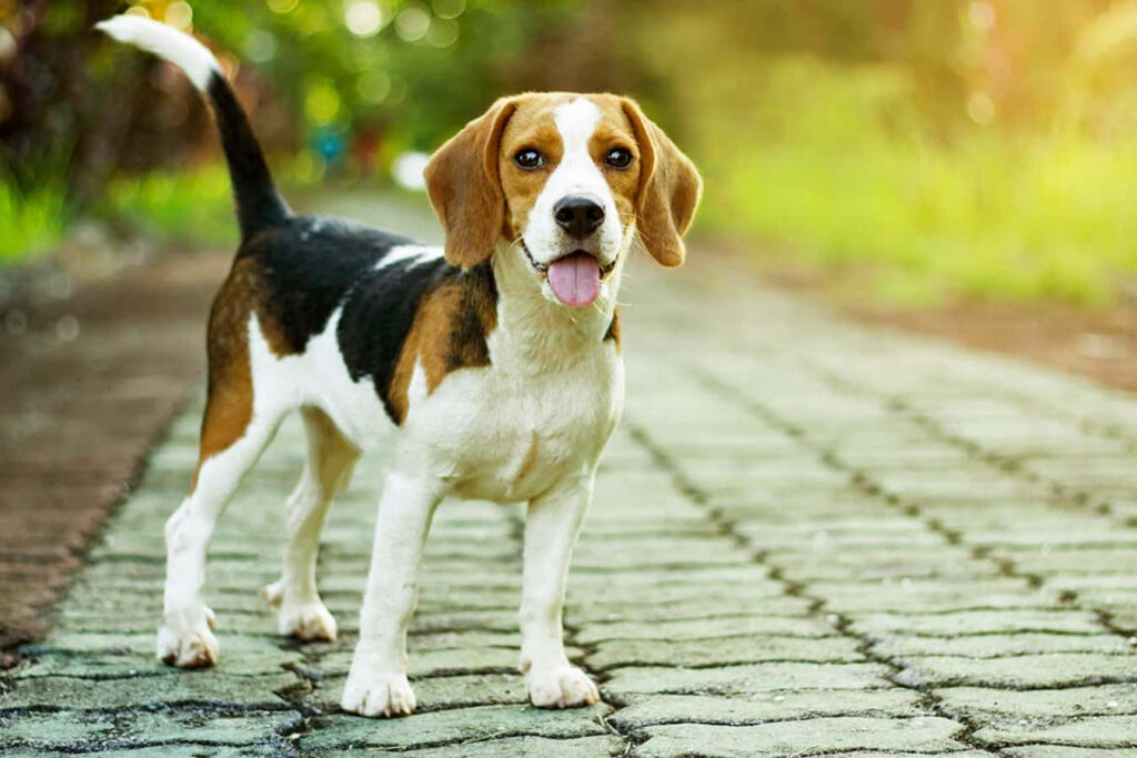 Cheerful Beagle Wallpaper: Adorable Dog on Stone Pathway Outdoors