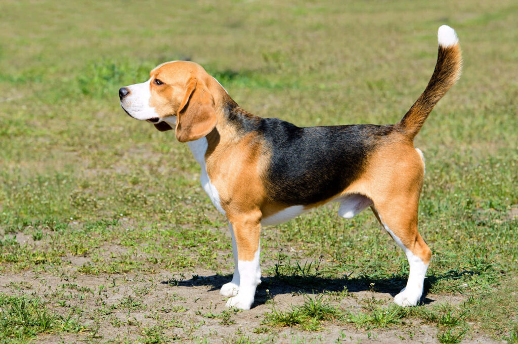 Cheerful Beagle on Green Grass: Vibrant Tri-Color Wallpaper Background