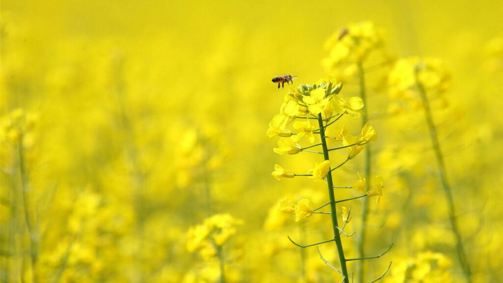 Cheerful Bee and Yellow Flower Wallpaper: Vibrant Blossom Background