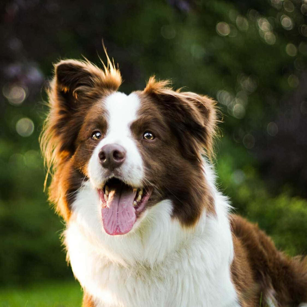 Joyful Border Collie Pup in Sunny Green Field | Nature Bliss Wallpaper