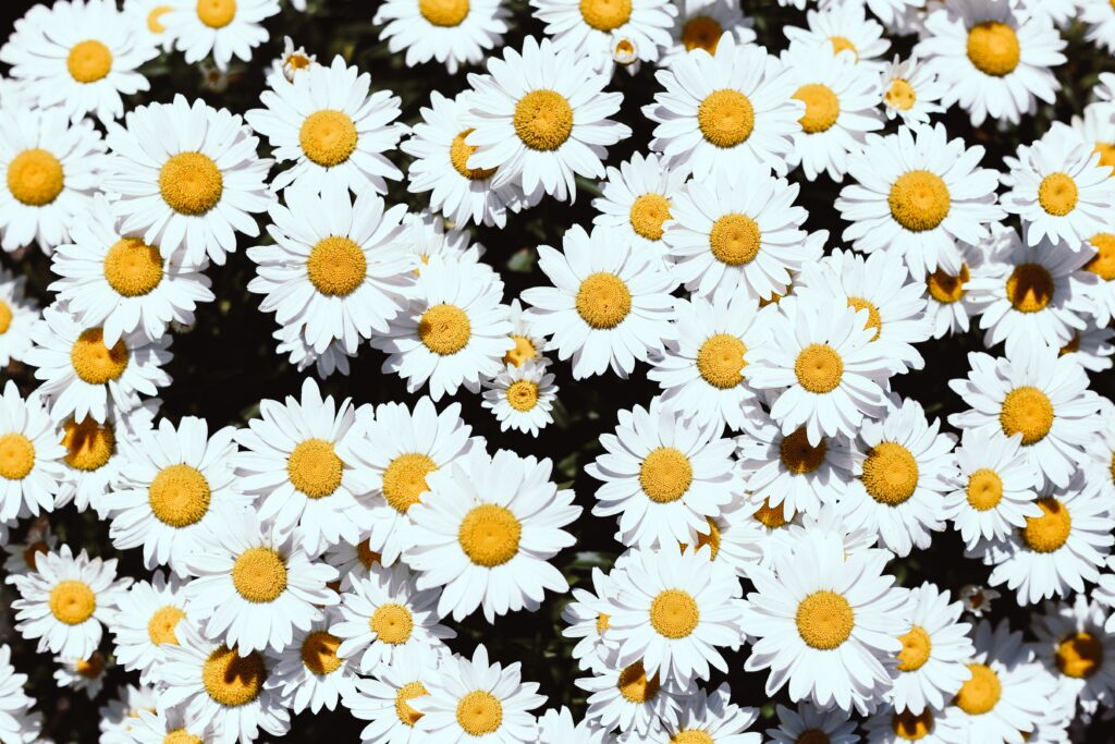 Serene Chamomile Flower Wallpaper: Vibrant Floral Background