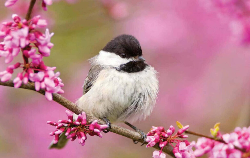 Cheerful Chickadee on Blossoming Branch in Sunlit Pink Blooms Wallpaper