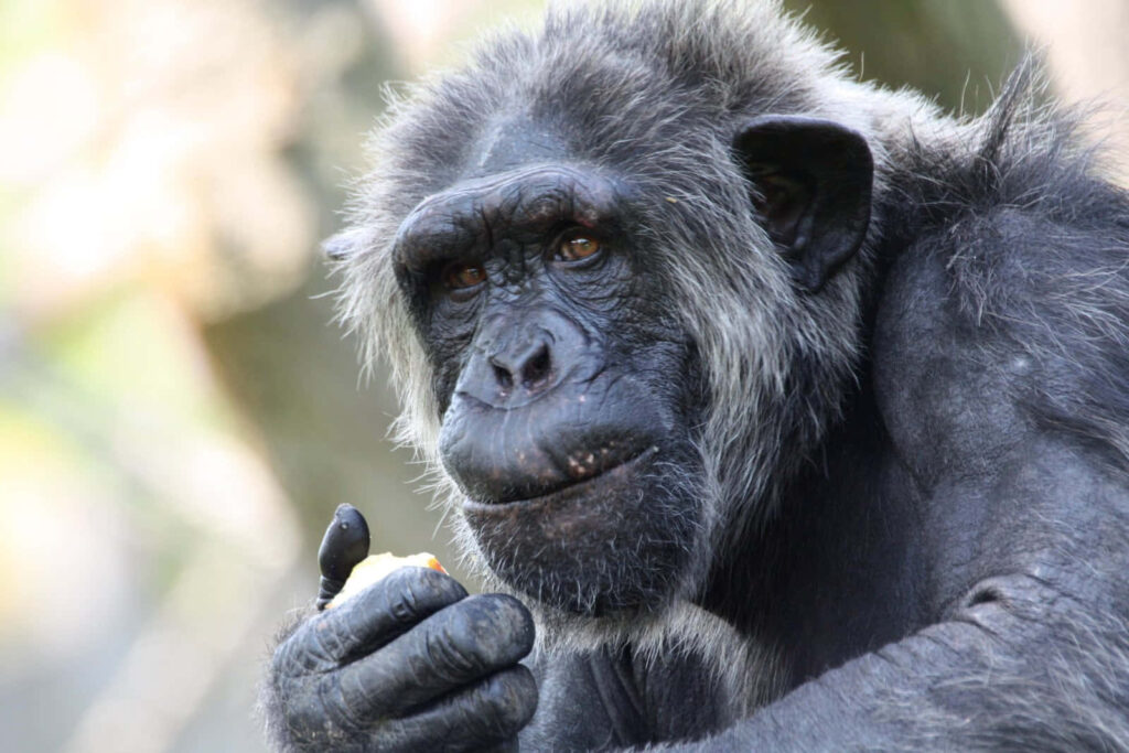 Cheerful chimpanzee enjoying tropical fruit in lush green foliage under warm sunlight wallpaper