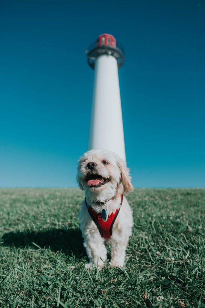 Cheerful Cockapoo Puppy on Lush Lawn with Lighthouse Background Wallpaper