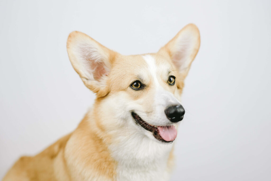 Cheerful Corgi Portrait: Bright Eyes & Fluffy Fur Wallpaper Background