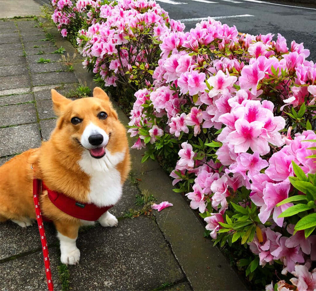 Cheerful Corgi Posing with Pink Flowers - Lively Wallpaper Background