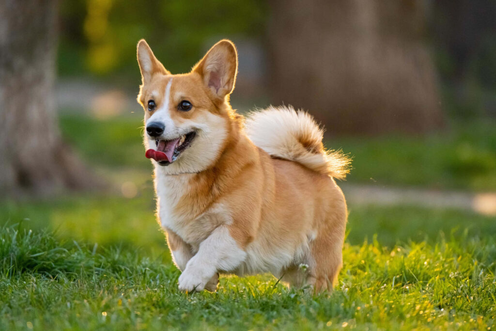 Cheerful Corgi Smiling Outdoors - Playful Wallpaper Background