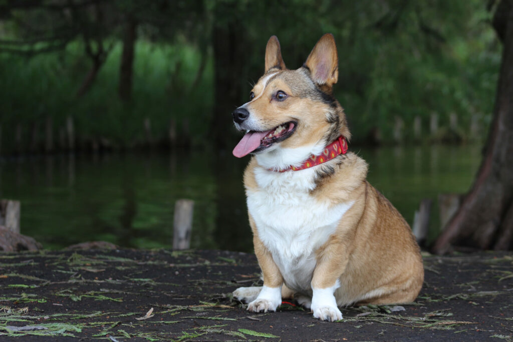 Charming Corgi Wallpaper: Adorable Dog by Serene Water & Greenery