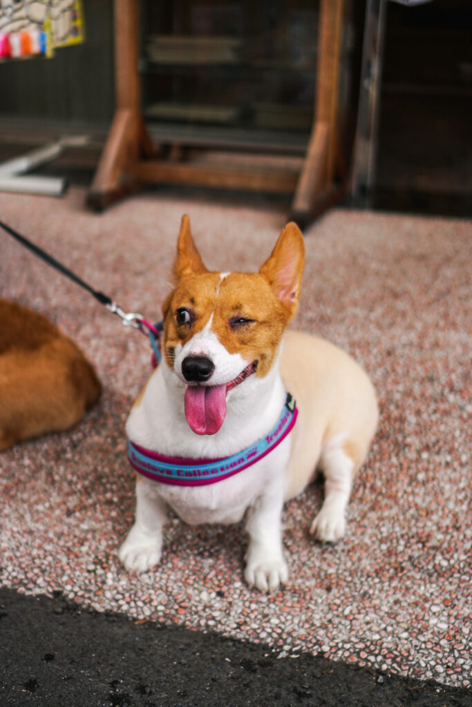 Cheerful Corgi Winks on Pebble Floor - Playful Wallpaper Background