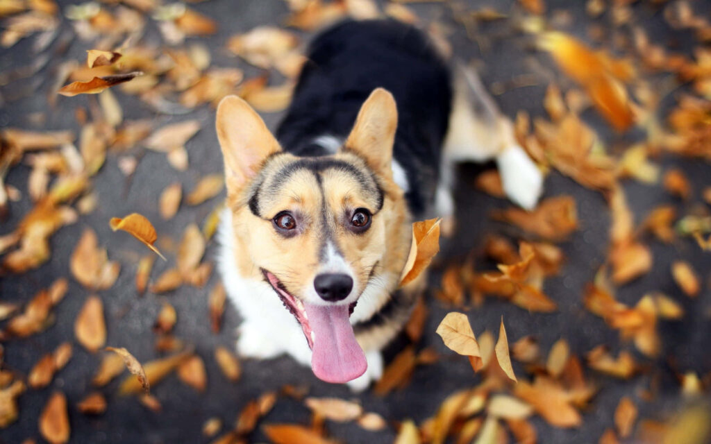 Cheerful Corgi Playfully Enjoys Autumn Leaves - Lively Wallpaper