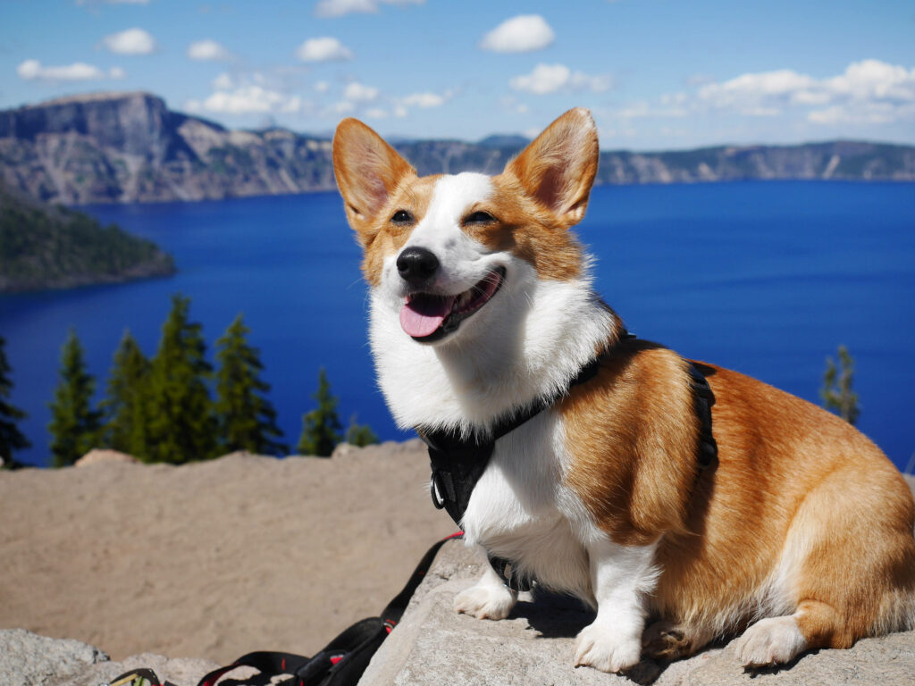 Cheerful Corgi Enjoys Scenic Lake View - Serene Nature Wallpaper