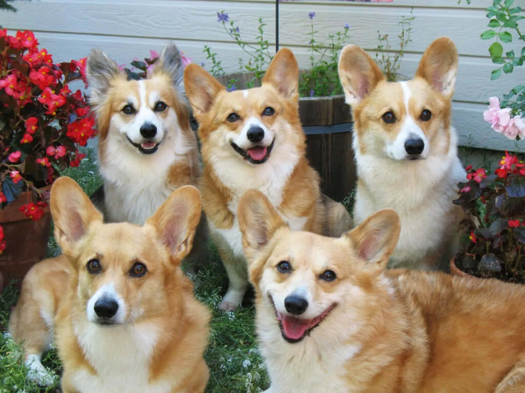 Playful Corgis in a Colorful Garden - Cheerful Wallpaper Background
