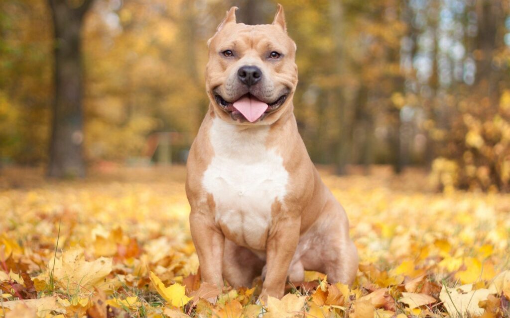 Cheerful Dog in Golden Autumn Leaves: A Perfect Fall Backdrop Wallpaper