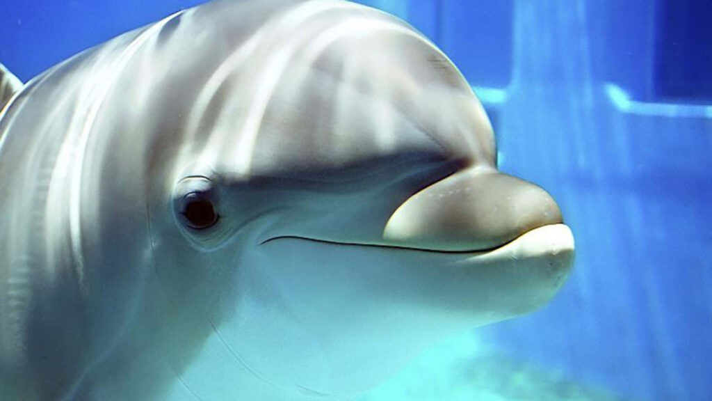 Cheerful Dolphin Wallpaper: Close-Up in Clear Blue Water