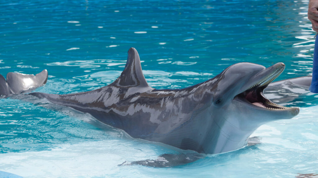 Cheerful Dolphin Wallpaper: Playful Ocean Scene in Blue Water