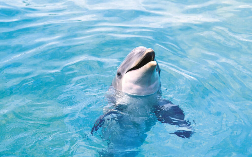 Charming Dolphin Wallpaper: Vibrant Background of Joyful Ocean Play
