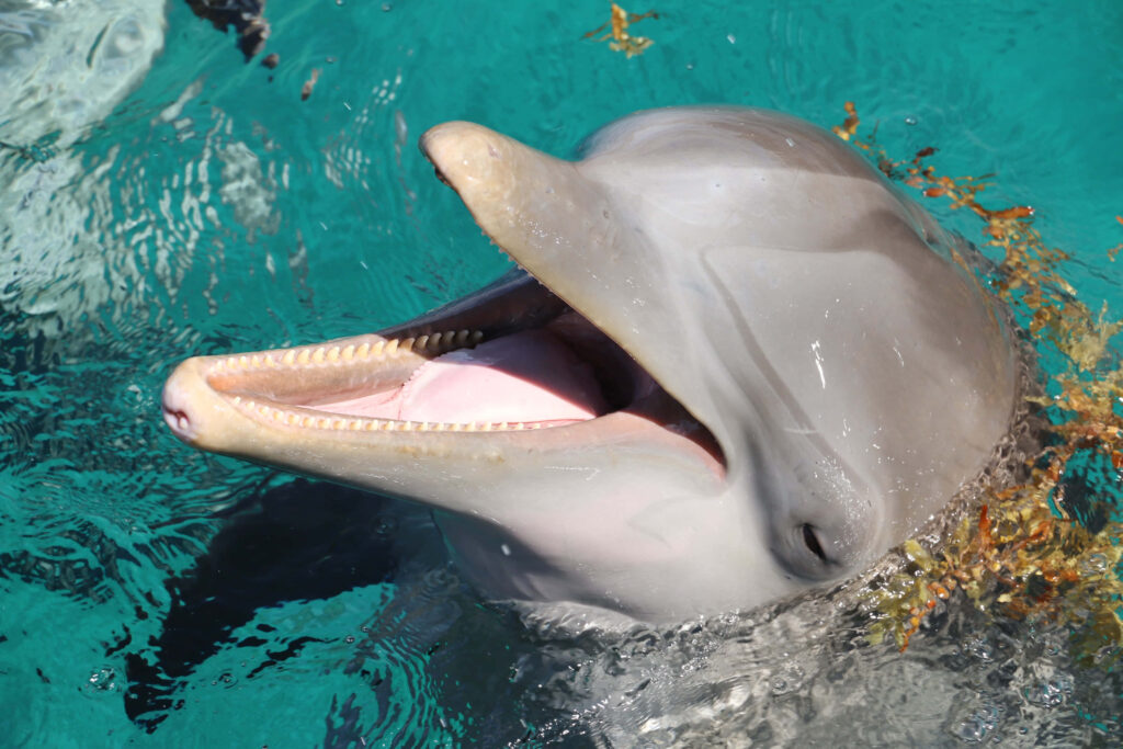 Cheerful Dolphin Swimming in Crystal-Clear Blue Ocean Wallpaper