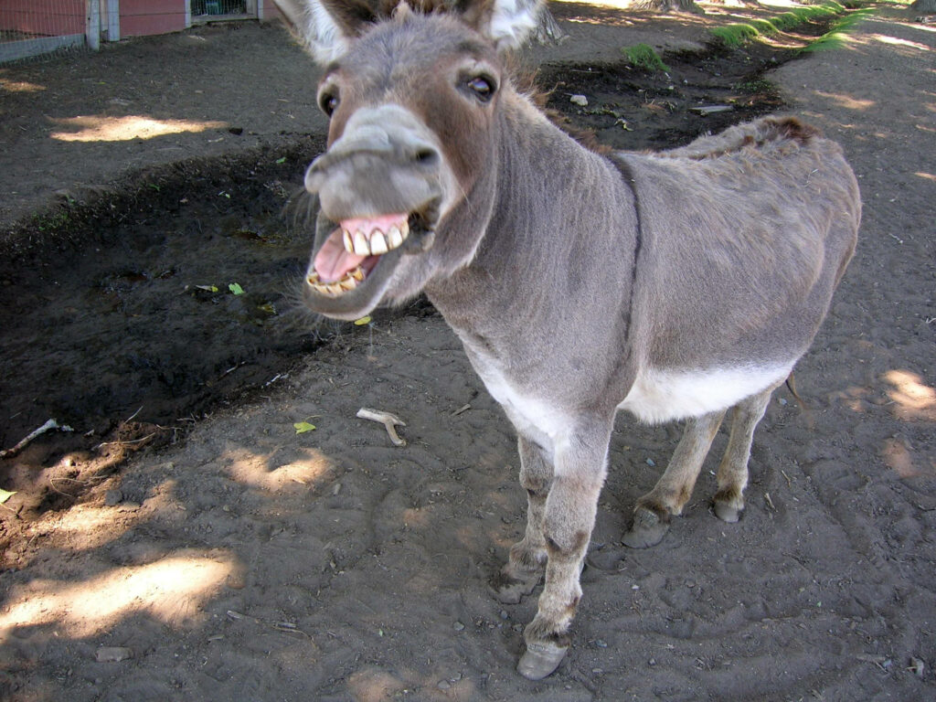 Cheerful donkey baring teeth on earthy ground under sunlight rustic animal wallpaper background