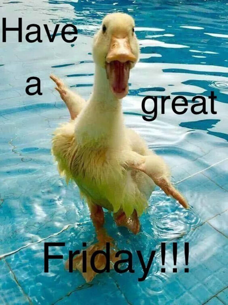 Cheerful Duck Water Wallpaper: Brighten Your Friday!