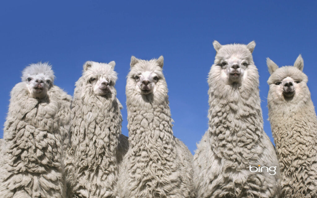 Group of fluffy alpacas standing under clear blue sky natural cheerful wallpaper background