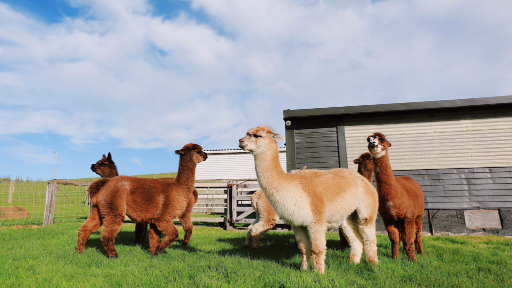 Fluffy alpacas on green lawn by rustic barn under bright blue sky cheerful wallpaper background