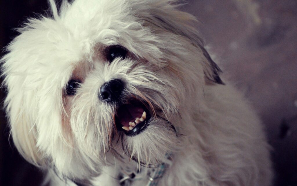 Cheerful Fluffy Dog Close-Up Wallpaper: Warm & Charming Furry Texture