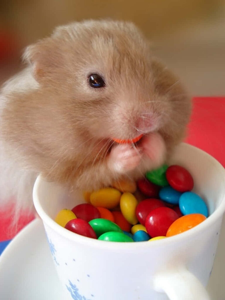 Cheerful Fluffy Hamster Wallpaper with Colorful Candy Treats