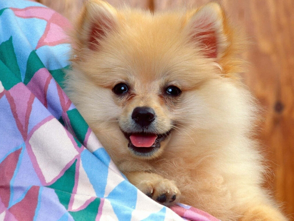 Cheerful Pomeranian Dog Against Colorful Wallpaper Background