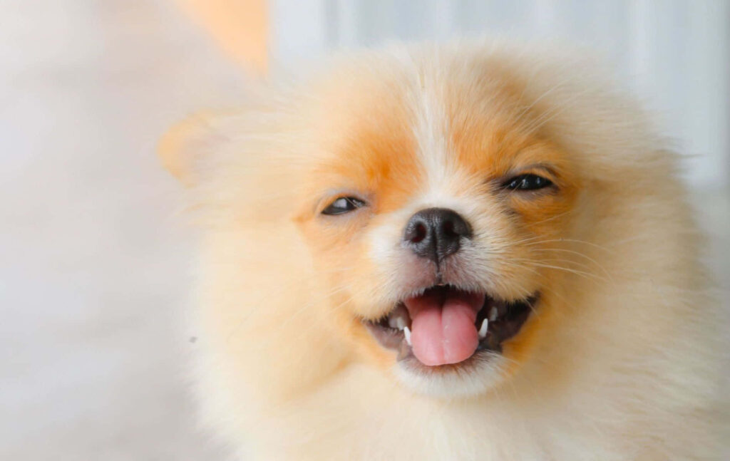 Adorable Fluffy Pomeranian Puppy - Cheerful Close-Up Wallpaper