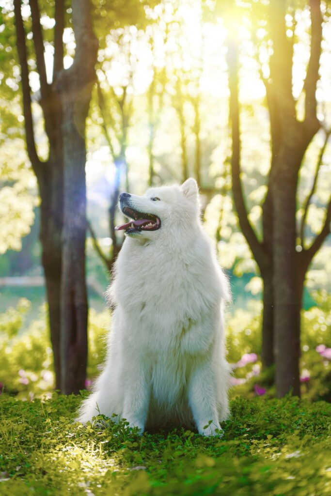 Stunning 4000x6000 Wallpaper of Playful Fluffy White Samoyed Dog