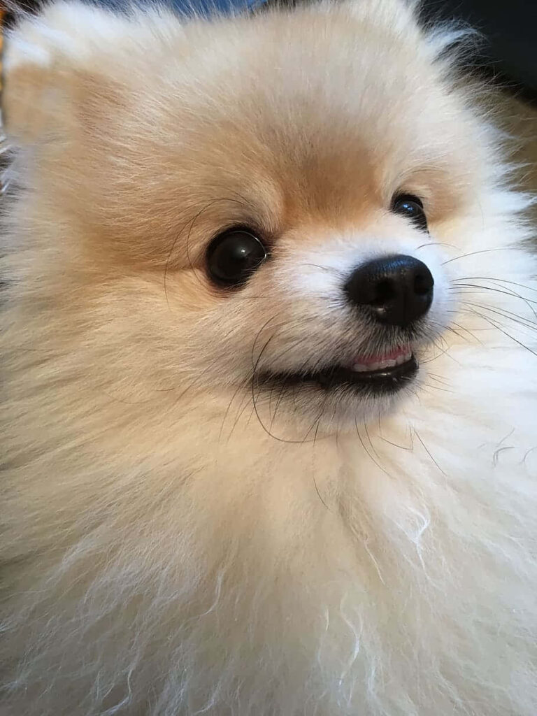 Fluffy White Pomeranian with Cheerful Expression | Wallpaper Background