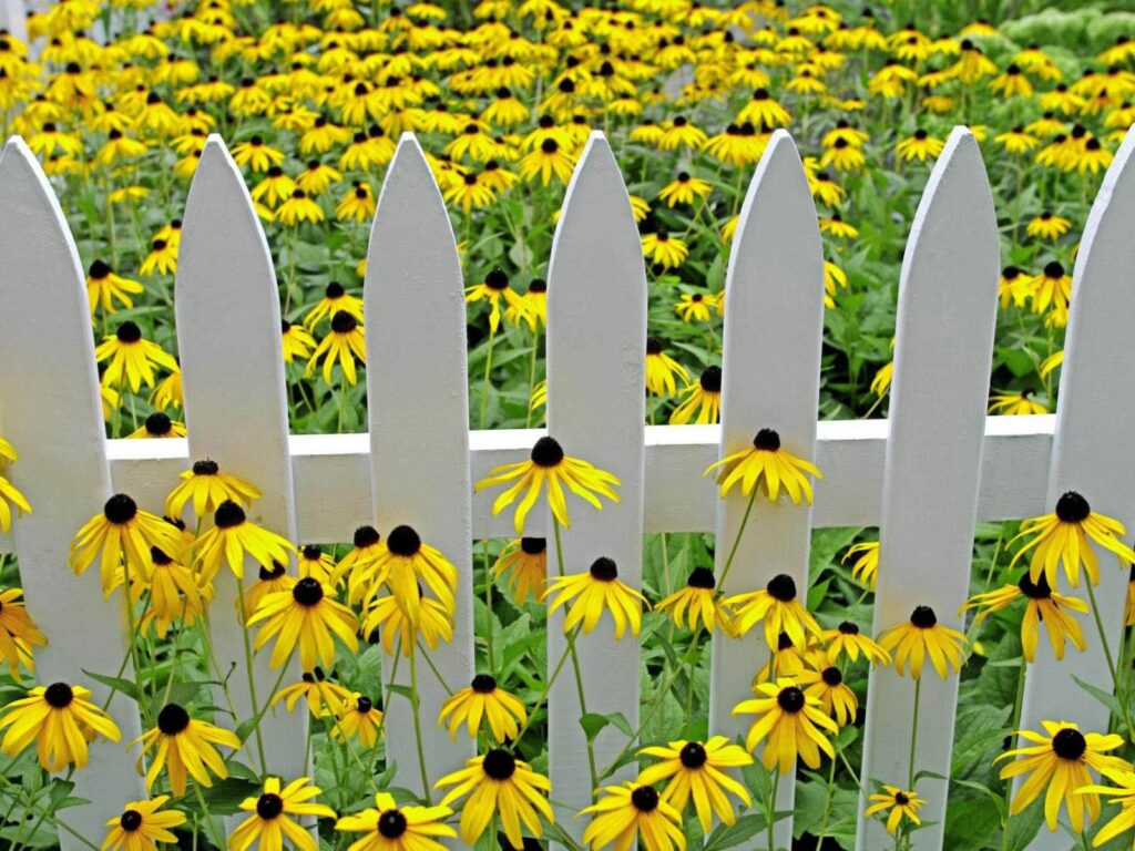 Cheerful Garden Wallpaper with Yellow Rudbeckia & White Picket Fence