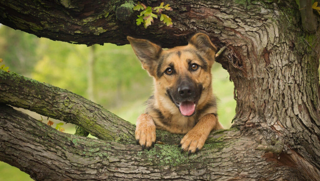 Cheerful German Shepherd Pup Peeking Through Lush Greenery Wallpaper