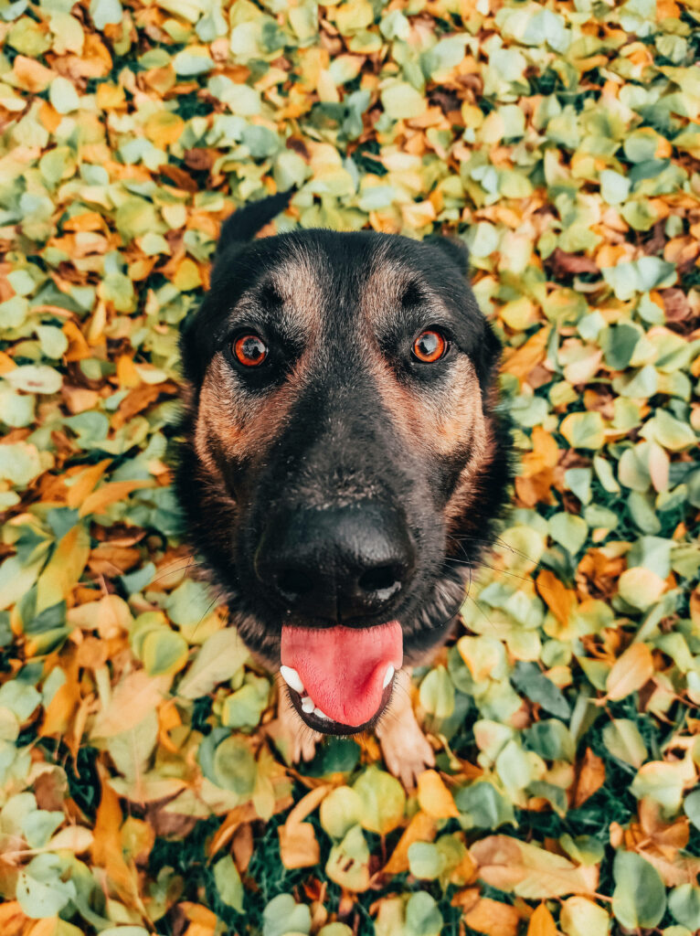 Cheerful German Shepherd in Colorful Autumn Leaves Wallpaper