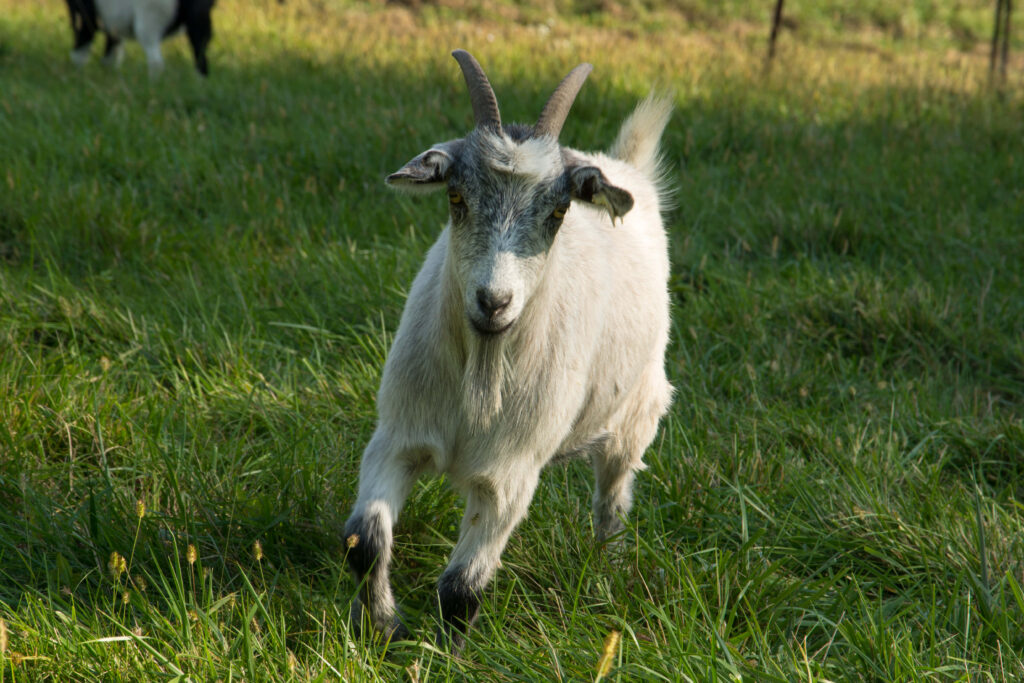 Cheerful Goat Wallpaper: Playful Nature Scene in Sunny Mountains