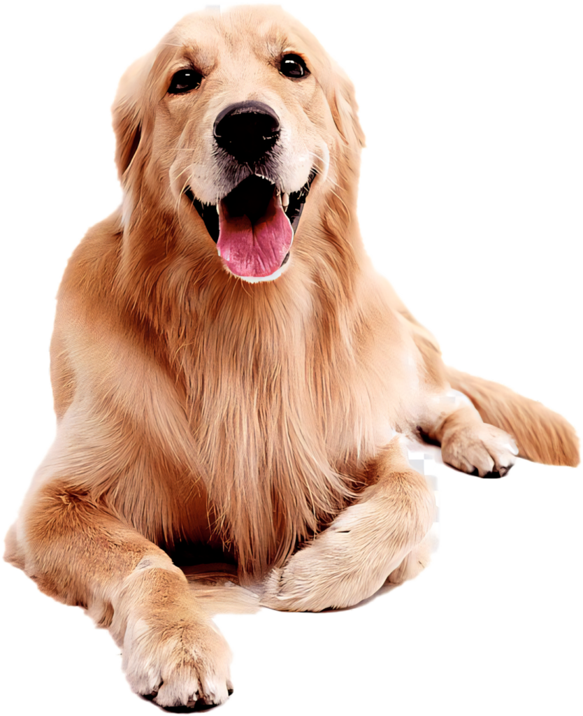 Cheerful Golden Labrador Wallpaper: Joyful & Friendly Background