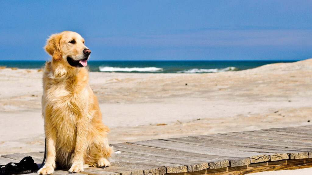 Cheerful Golden Retriever on Beach Pathway - Serene Wallpaper Background