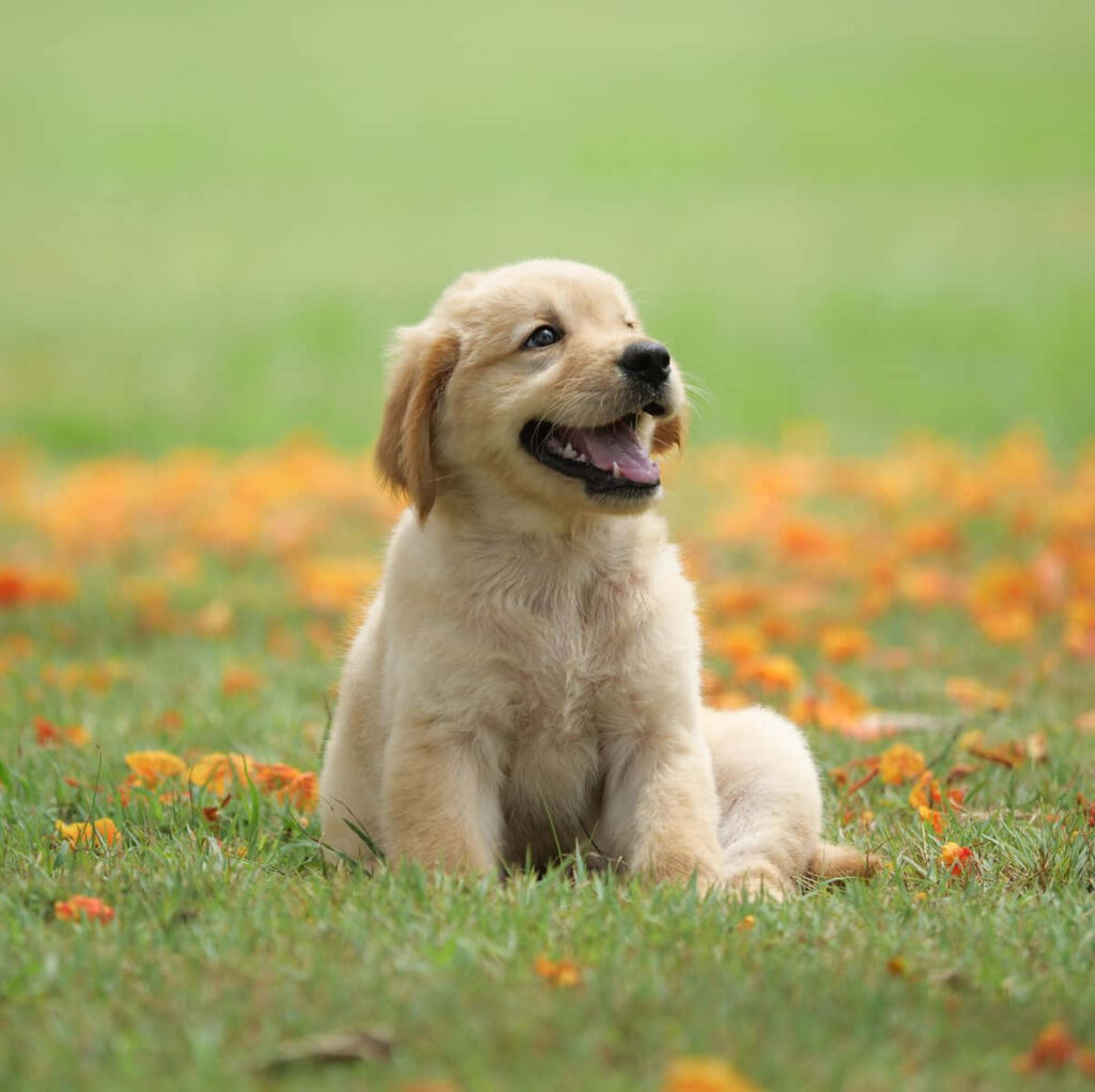 Cheerful Golden Retriever Puppy among Orange Flowers - Wallpaper