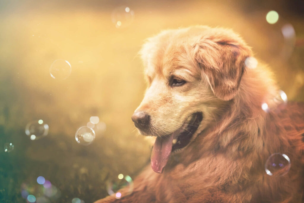 Golden Retriever Wallpaper: Cheerful Park Scene with Sunlight & Bubbles
