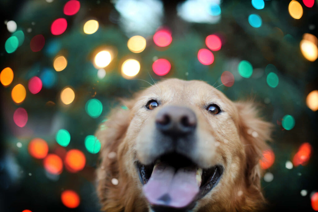 Cheerful Golden Retriever in Vibrant Bokeh Wallpaper Background
