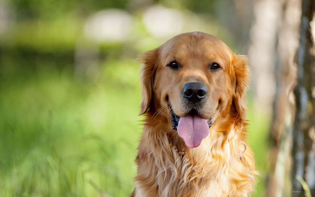 Cheerful Golden Retriever in Lush Green - Heartwarming Wallpaper