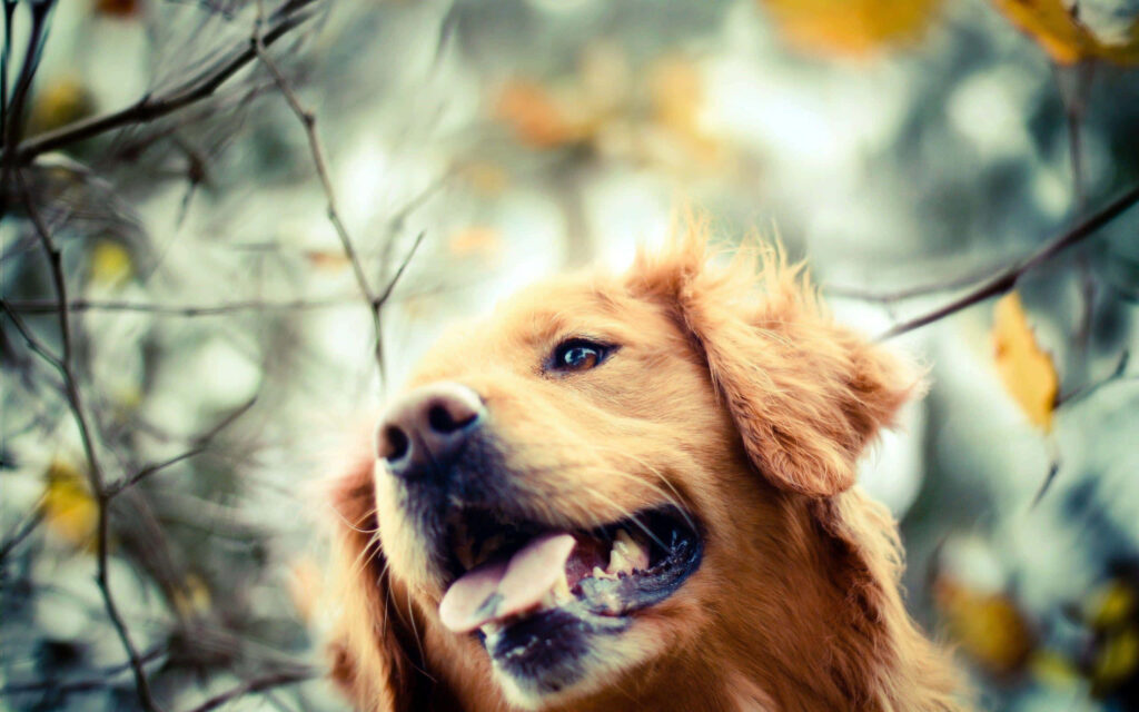 Cheerful Golden Retriever in Sunlight – Serene Wallpaper Background