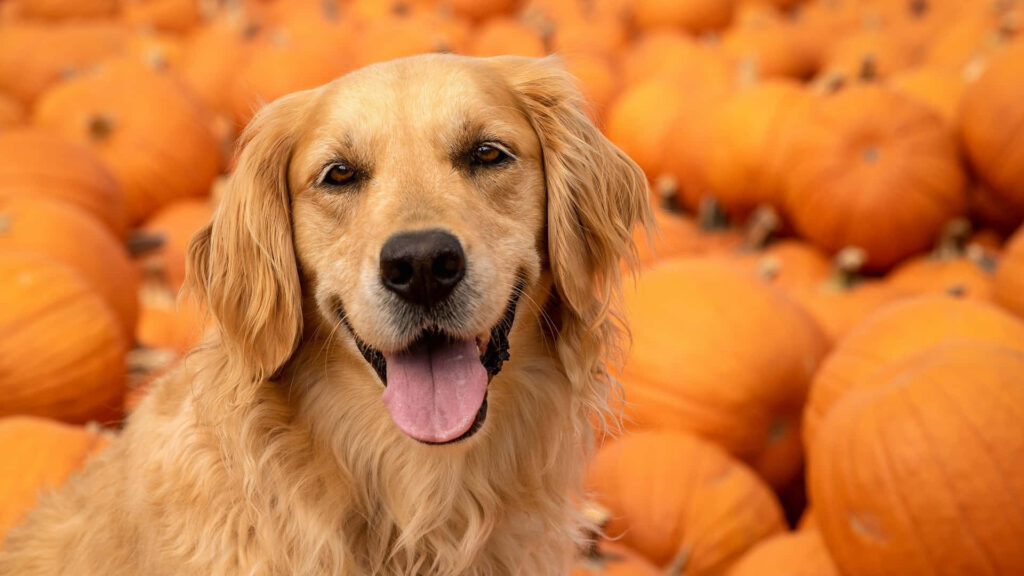 Cheerful Golden Retriever Wallpaper with Festive Pumpkin Autumn Vibe