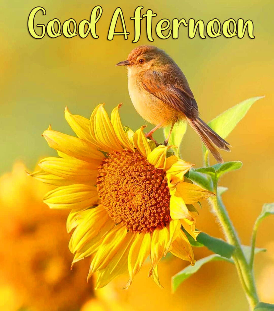 Cheerful Good Afternoon Bird Wallpaper with Sunflower Background
