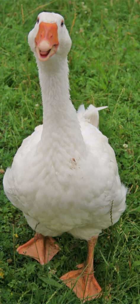 Whimsical Goose Wallpaper: Cheerful Smile on Lush Green Background