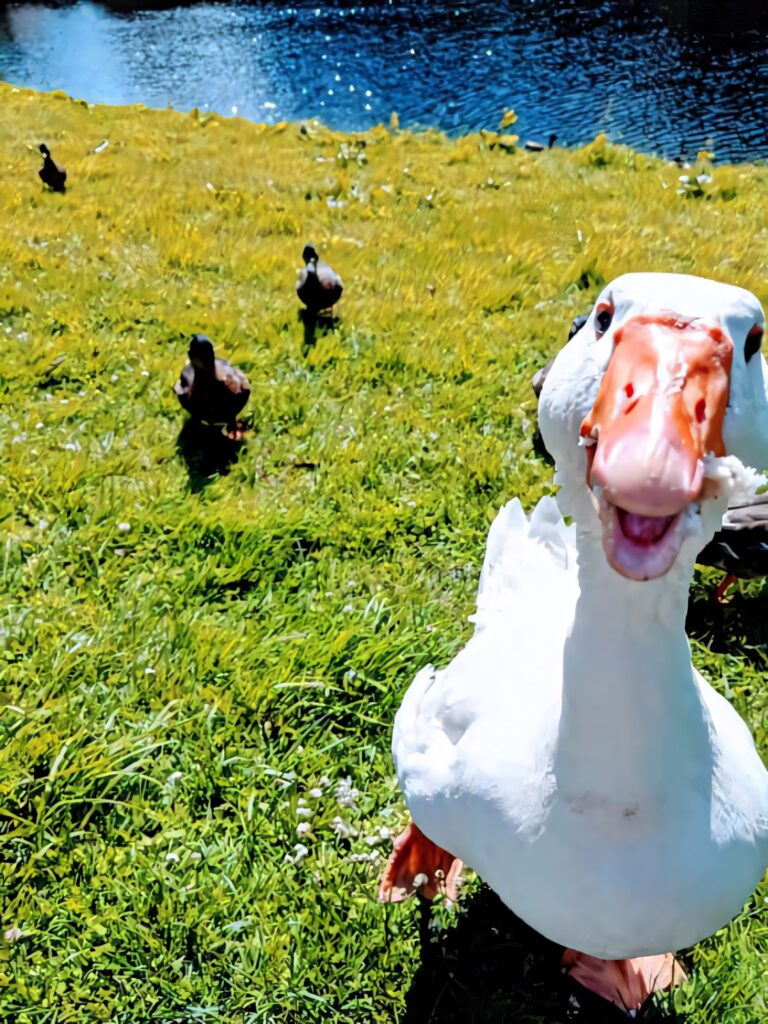 Cheerful Goose Wallpaper: Lush Field & Playful Ducks Background
