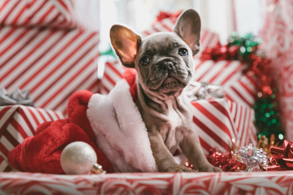 Cheerful Dog in Santa Hat: Festive Holiday Wallpaper