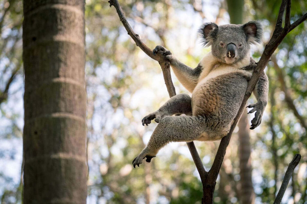 Cheerful Koala Enjoys Eucalyptus in Sunlit Forest Setting Wallpaper
